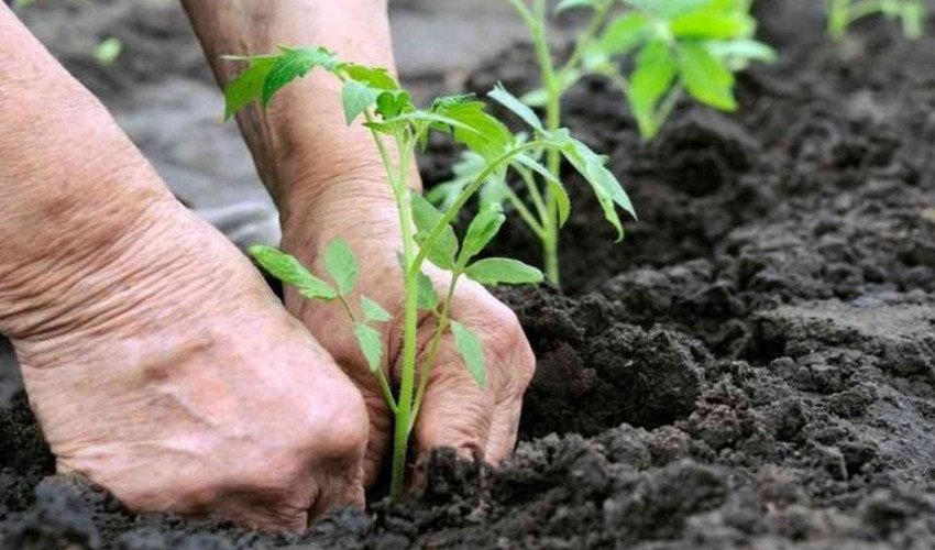 Висадка томатів