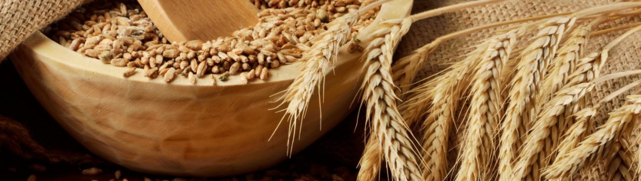 Практично вся краснодарська пшениця — найвищої якості