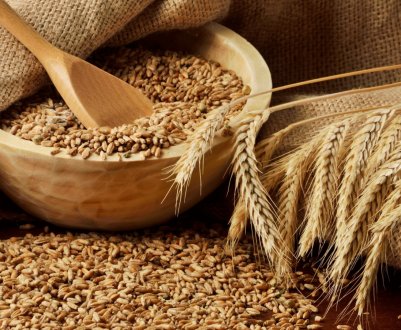 Практично вся краснодарська пшениця — найвищої якості