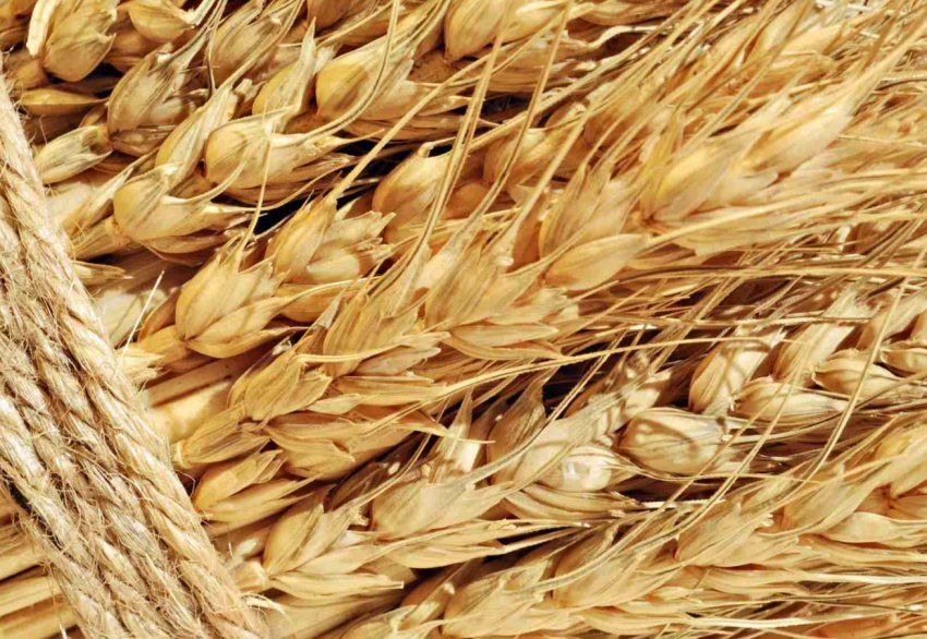 Практично вся краснодарська пшениця — найвищої якості Практично вся краснодарська пшениця — найвищої якості