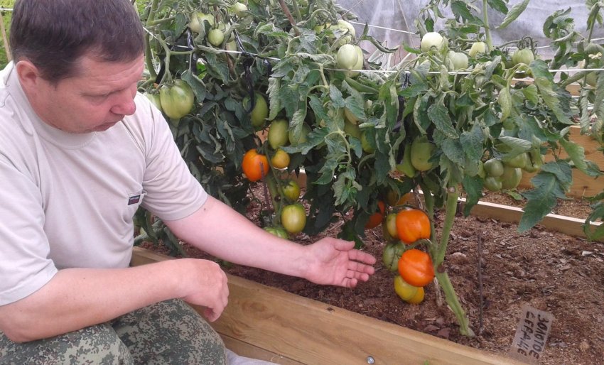 Томат Золоте серце Томат Золоте серце