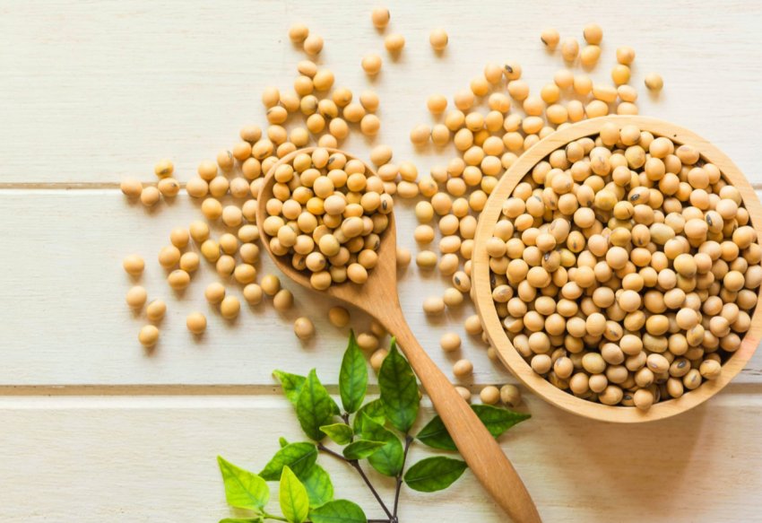 Кубанські аграрії вийшли на соєві простори