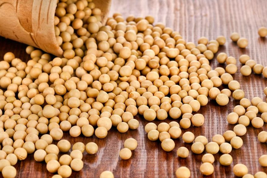 Кубанські аграрії вийшли на соєві простори