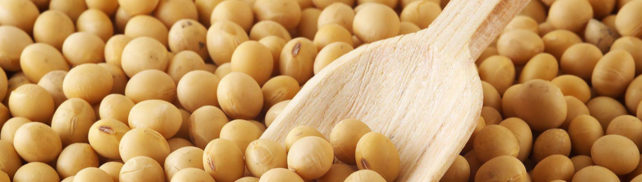 Кубанські аграрії вийшли на соєві простори