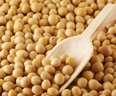 Кубанські аграрії вийшли на соєві простори