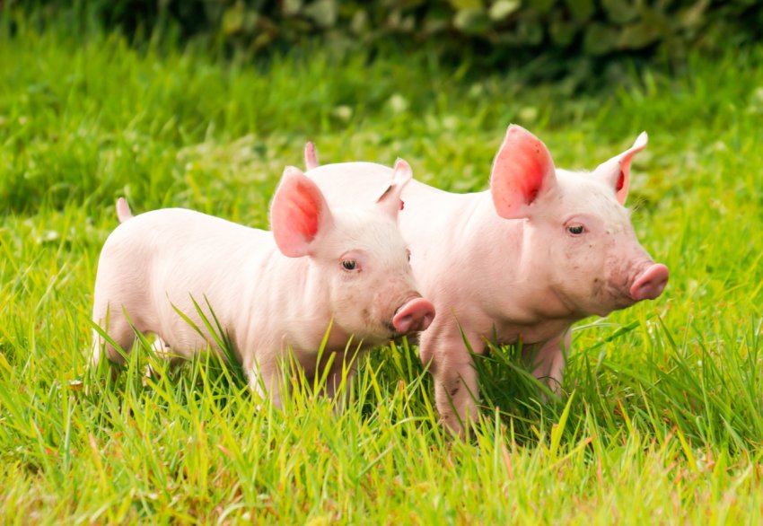 Електрострум і волога зіграли злий жарт з тисячею тюменських свиней