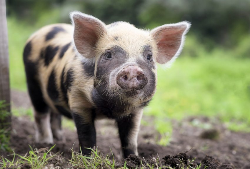 Електрострум і волога зіграли злий жарт з тисячею тюменських свиней