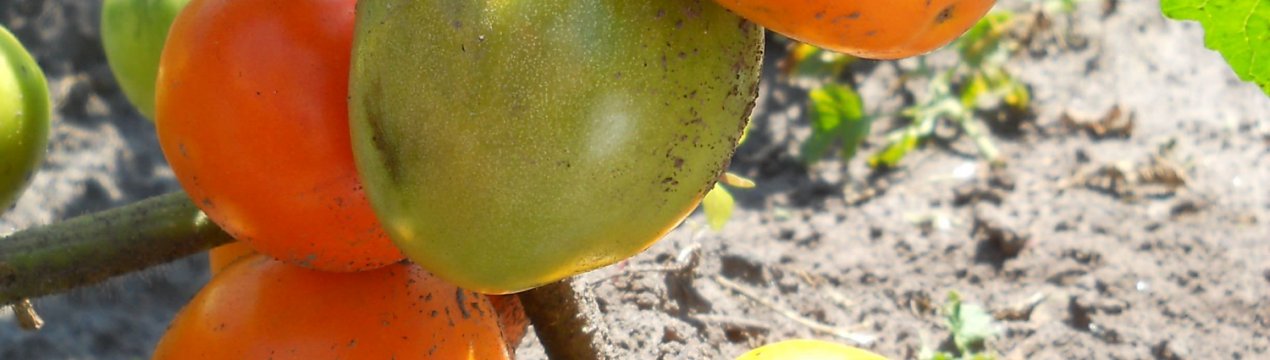 Томат «Золоте серце»: опис сорту, посів, вирощування і догляд