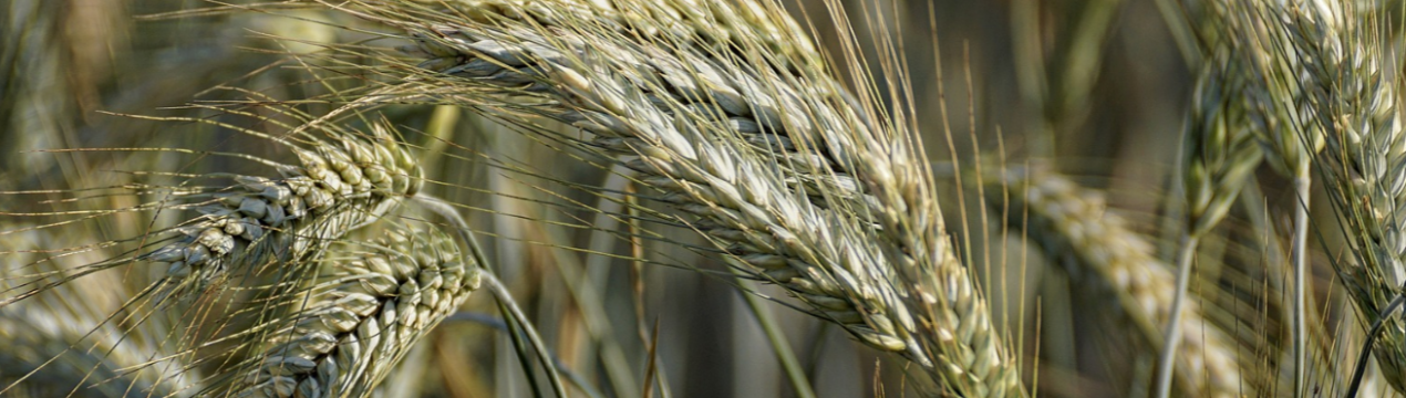 Хліборобам Башкортостану є чим похвалитися