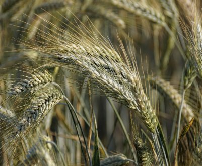 Хліборобам Башкортостану є чим похвалитися