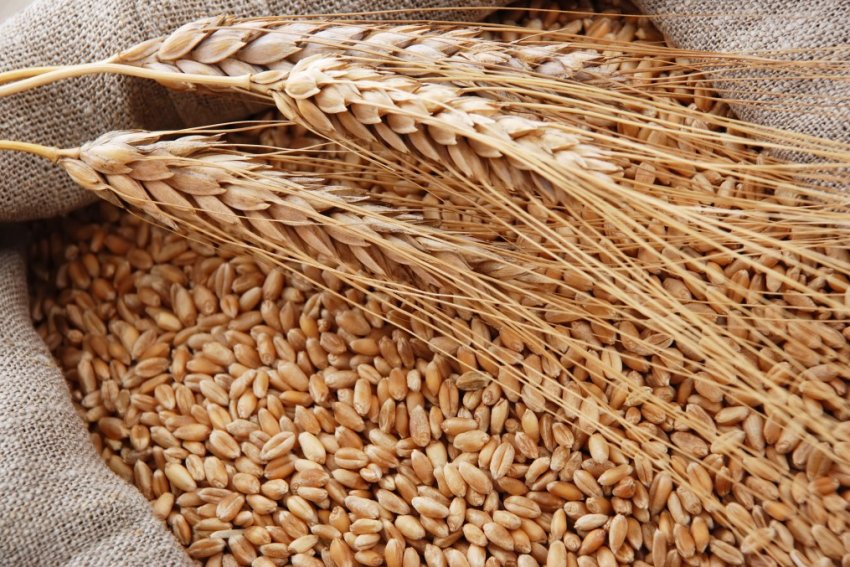 Казахстан переступив півторамільйонний зерновий рубіж