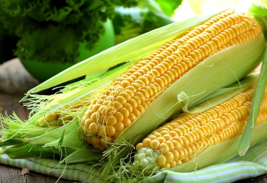 Кукурудза в США ризикує побити антирекорд
