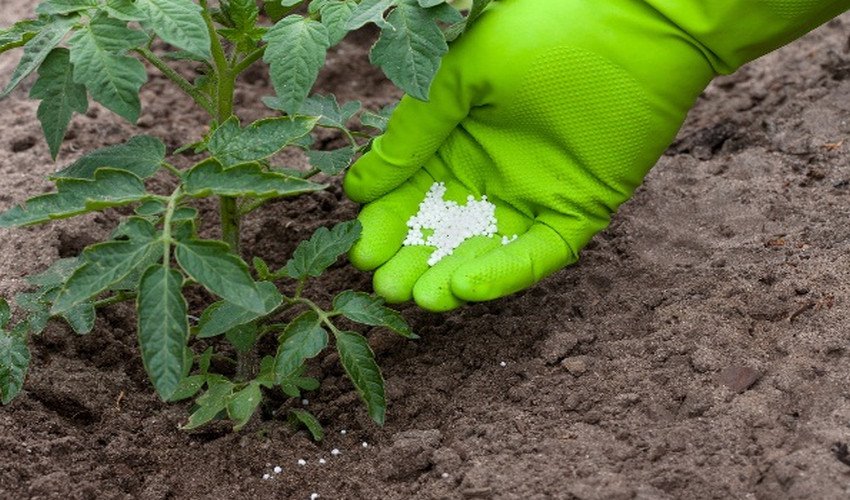 Підживлення томатів