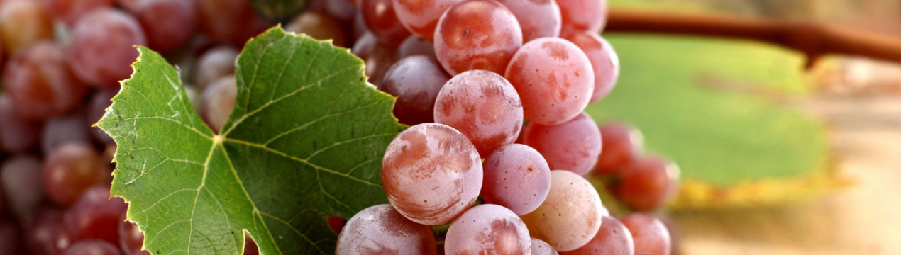Вінницьку область визнали раєм для виноградарів