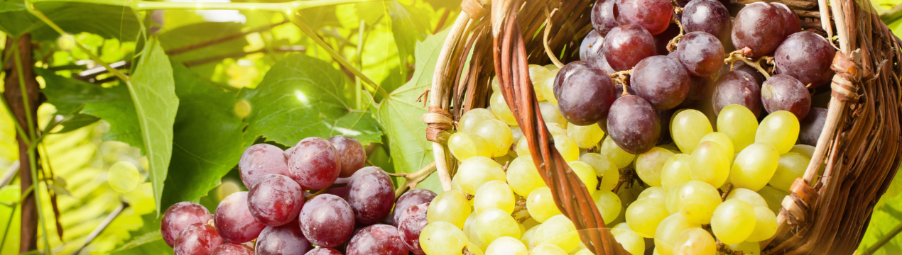 Луганські тепличники переймають у європейських колег досвід «довірчої торгівлі»