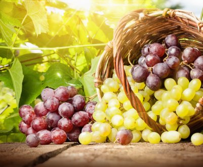 Луганські тепличники переймають у європейських колег досвід «довірчої торгівлі»