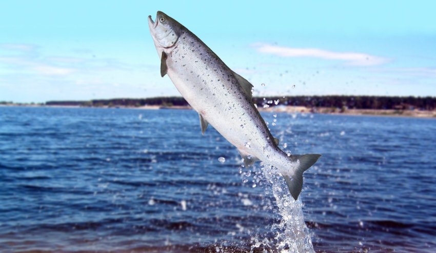 Рибопереробна галузь Примор'я поповниться двома новими заводами
