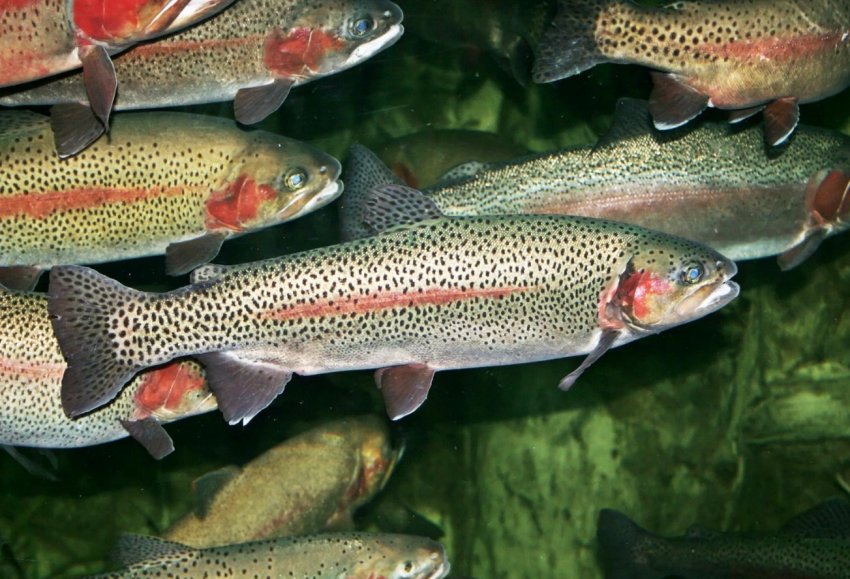 Рибопереробна галузь Примор'я поповниться двома новими заводами