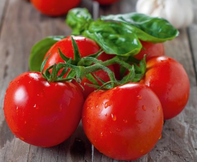 Новгородські тепличники вихваляються відмінними результатами