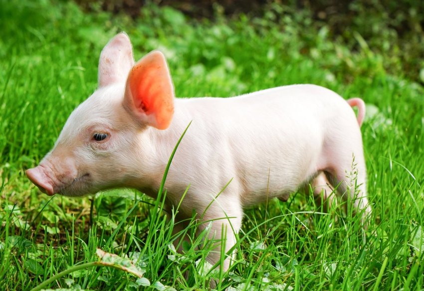 Амурських свиней не вберегли від чуми