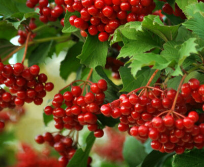 Сорти калини: опис, фото