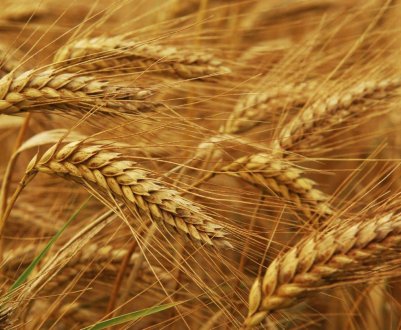 Обсяги відвантажень українського зерна зросли на 40 відсотків