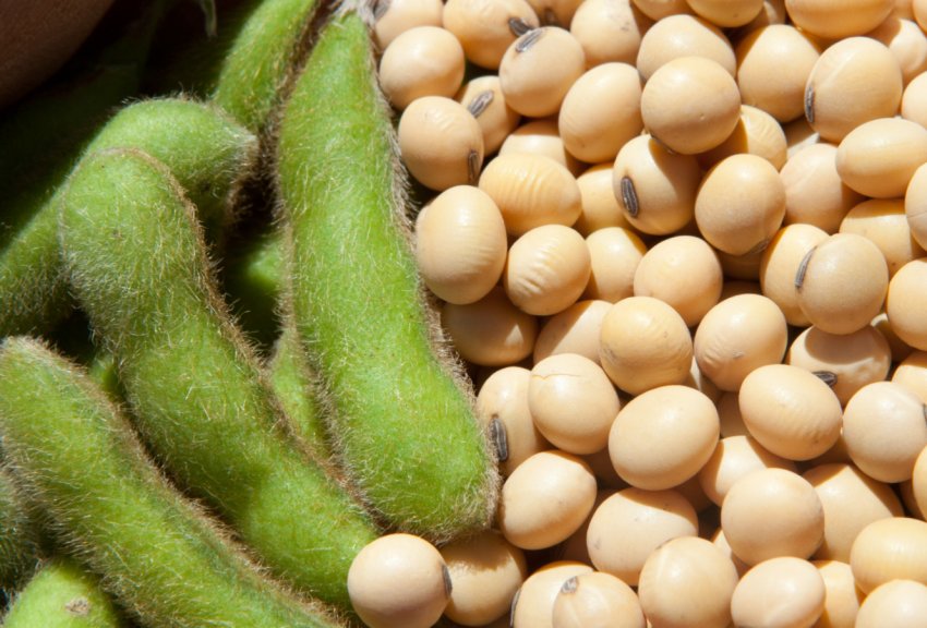 Китай нарощує обсяги імпорту соєвого Китай нарощує обсяги імпорту соєвого