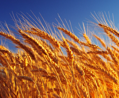 Саудівська Аравія засмутила європейських виробників пшениці