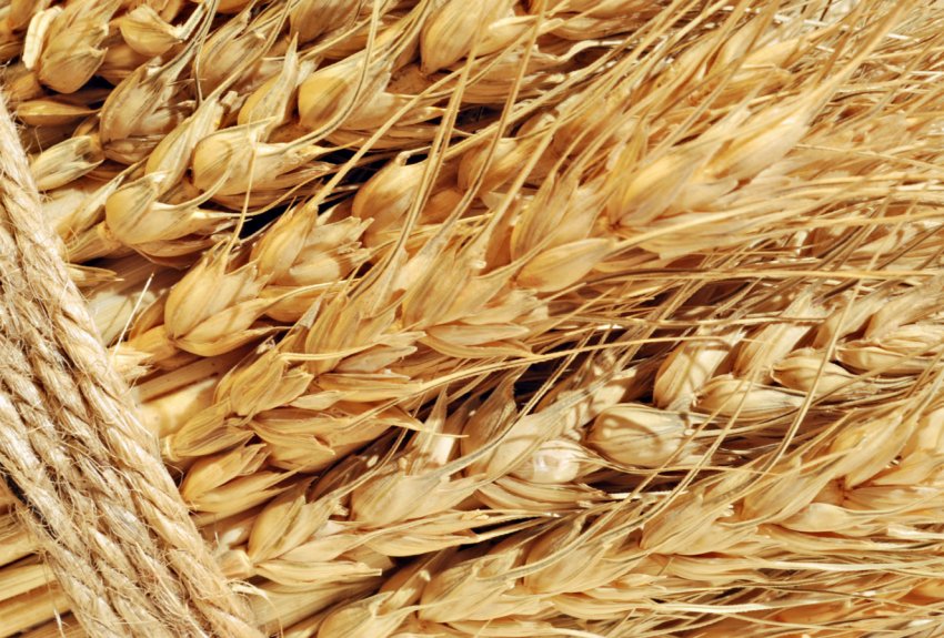 Саудівська Аравія засмутила європейських виробників пшениці