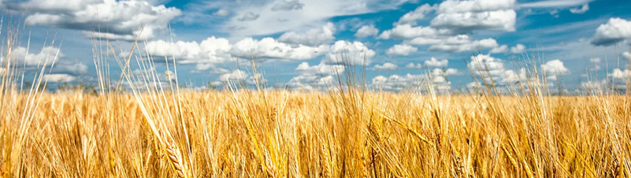 Аргентинські посівної аграрії завершили марафон