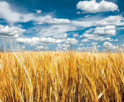 Аргентинські посівної аграрії завершили марафон