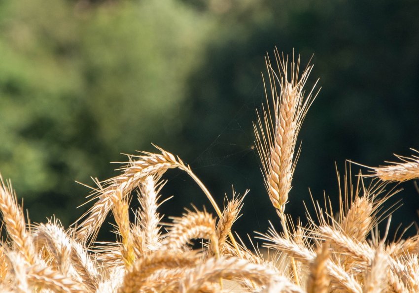 Аргентинські посівної аграрії завершили марафон