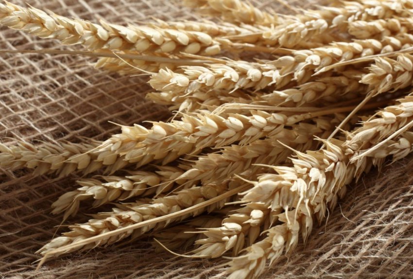 Аргентинські посівної аграрії завершили марафон