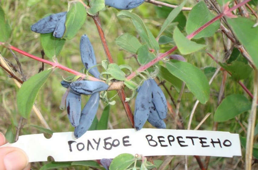 Жимолость Блакитне веретено