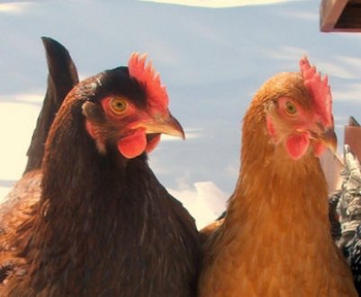 Чому домашні кури дохнуть: причини і лікування можливих хвороб