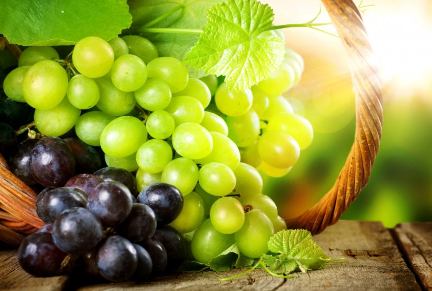 Луганські тепличники переймають у європейських колег досвід «довірчої торгівлі» Луганські тепличники переймають у європейських колег досвід «довірчої торгівлі»