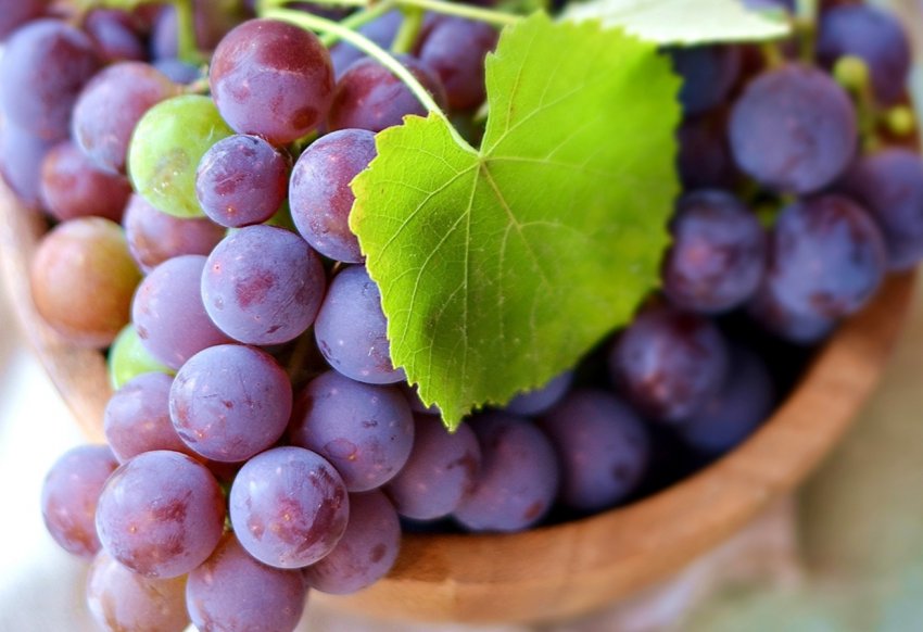 Вінницьку область визнали раєм для виноградарів