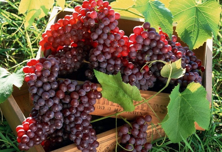 Вінницьку область визнали раєм для виноградарів