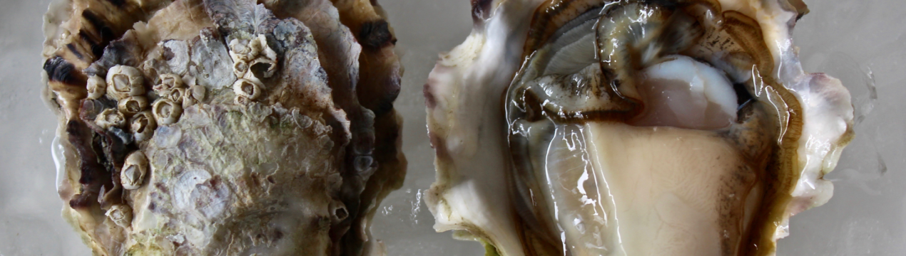 На французькій фермі зросла полуторакилограммовая устриця