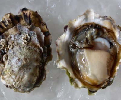 На французькій фермі зросла полуторакилограммовая устриця