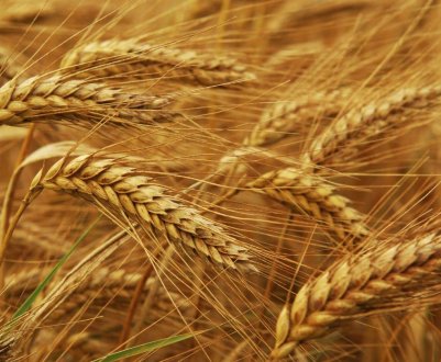 У Росії стартував марафон озимий