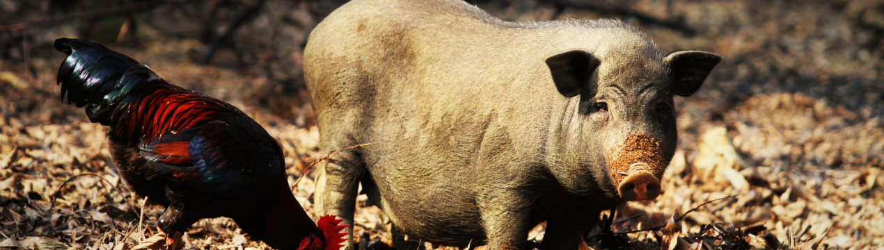 Від африканської чуми не вдалося вберегти і східноєвропейських свинок