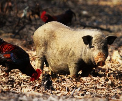 Від африканської чуми не вдалося вберегти і східноєвропейських свинок