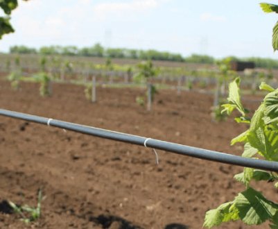 Захворювання фундука, методи боротьби