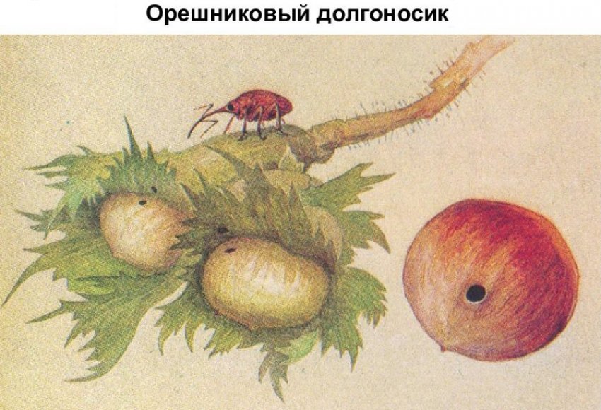 У фундука сохнут листья что делать. Смотреть фото У фундука сохнут листья что делать. Смотреть картинку У фундука сохнут листья что делать. Картинка про У фундука сохнут листья что делать. Фото У фундука сохнут листья что делать