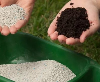 Як і чим краще підгодовувати волоський горіх