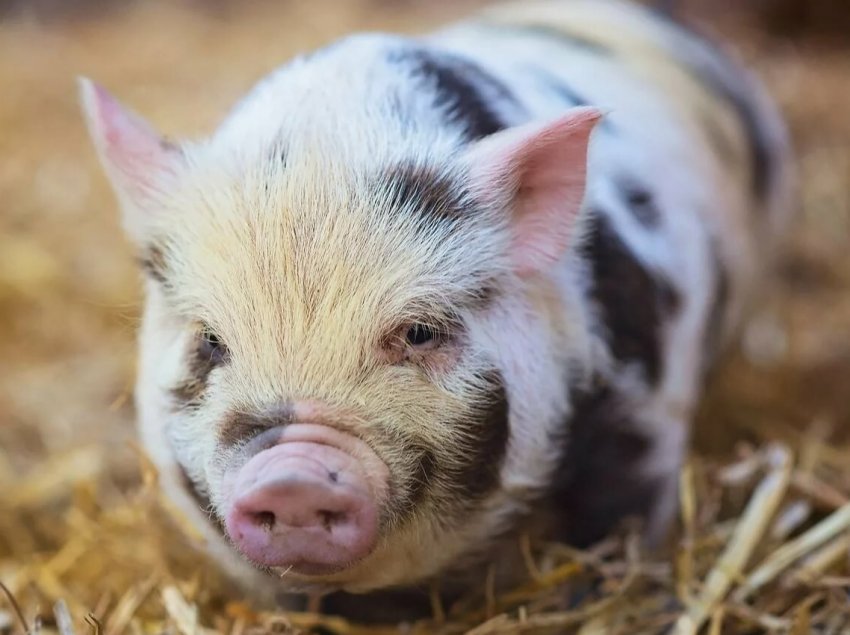 Від африканської чуми не вдалося вберегти і східноєвропейських свинок Від африканської чуми не вдалося вберегти і східноєвропейських свинок