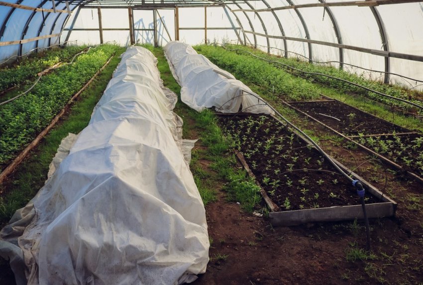 Вирощування лохини в теплиці