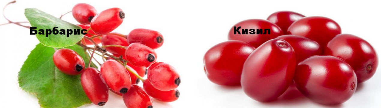 Как выглядит кизил и барбарис. Смотреть фото Как выглядит кизил и барбарис. Смотреть картинку Как выглядит кизил и барбарис. Картинка про Как выглядит кизил и барбарис. Фото Как выглядит кизил и барбарис