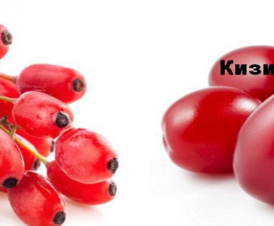 У чому різниця між кизилом і барбарисом, опис рослин